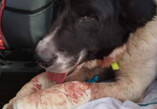 Πάτρα: Έσερνε στο δρόμο σκύλο δεμένο στο αυτοκίνητο