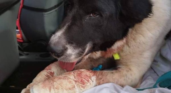 Πάτρα: Έσερνε στο δρόμο σκύλο δεμένο στο αυτοκίνητο