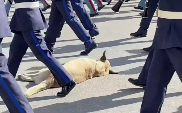 Θεσσαλονίκη: Σκύλος κοιμάται ανενόχλητος στην πλατεία Αριστοτέλους ενώ παρελαύνουν φιλαρμονικές ορχήστρες