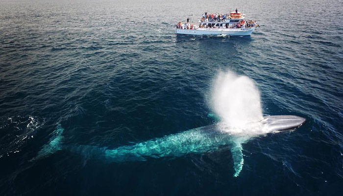 «Εκατομμύρια κομμάτια πλαστικού» σε κάθε μπουκιά της γαλάζιας φάλαινας