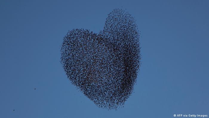 Ψαρόνια: Μαγευτικές εικόνες από το πέταγμά τους