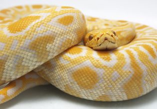 ΗΠΑ: Σκληρό βίντεο δείχνει να βγάζουν άθικτο αλιγάτορα μέσα από σώμα βιρμανικού πύθωνα