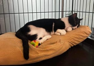 Εγκαίνια του Δημοτικού Κτηνιατρείου Δήμου Αγίων Αναργύρων – Καματερού