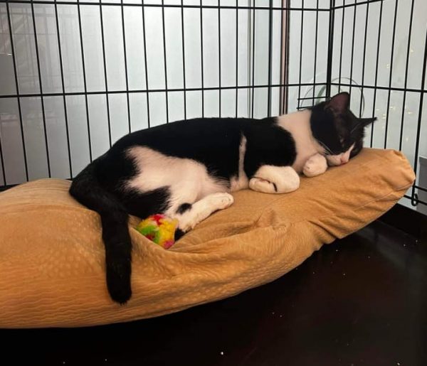 Εγκαίνια του Δημοτικού Κτηνιατρείου Δήμου Αγίων Αναργύρων – Καματερού