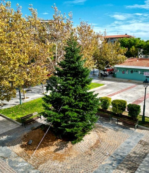 Ο Δήμος Αγίων Αναργύρων – Καματερού μεταφύτευσε τα πρώτα φυσικά δέντρα για τα Χριστούγεννα