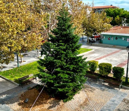 Ο Δήμος Αγίων Αναργύρων - Καματερού μεταφύτευσε τα πρώτα φυσικά δέντρα για τα Χριστούγεννα