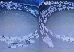 Κίνα: Βρέθηκε λύση στο μυστήριο με τα πρόβατα που κινούνται σε κύκλο