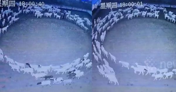 Κίνα: Βρέθηκε λύση στο μυστήριο με τα πρόβατα που κινούνται σε κύκλο