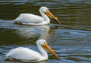 Εντυπωσιακό θέαμα: Δωρεάν γεύμα σε χιλιάδες πελεκάνους