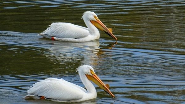 Εντυπωσιακό θέαμα: Δωρεάν γεύμα σε χιλιάδες πελεκάνους