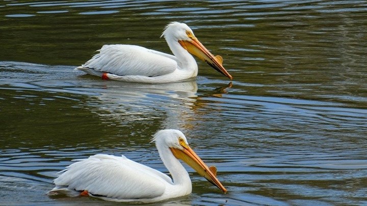 Εντυπωσιακό θέαμα: Δωρεάν γεύμα σε χιλιάδες πελεκάνους