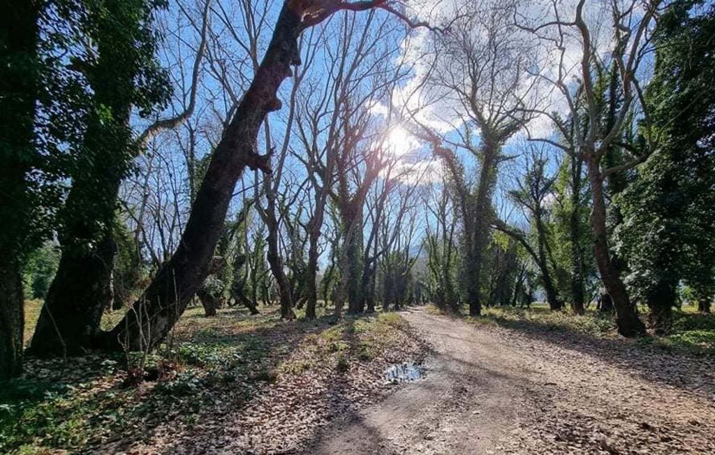 Λαμία: Θανατηφόρα ασθένεια «θερίζει» υπεραιωνόβια πλατάνια