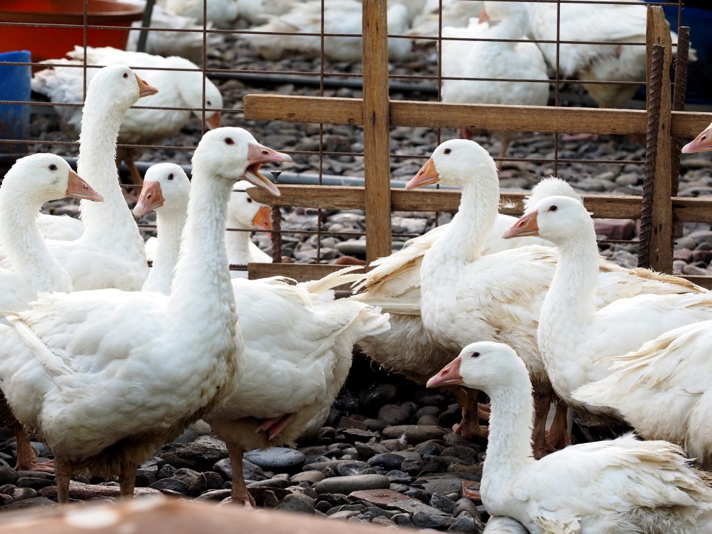 Γρίπη των πτηνών: Η πιο καταστροφική όλων των εποχών στην Ευρώπη – Θανατώθηκαν πάνω από 50 εκατ. πουλιά