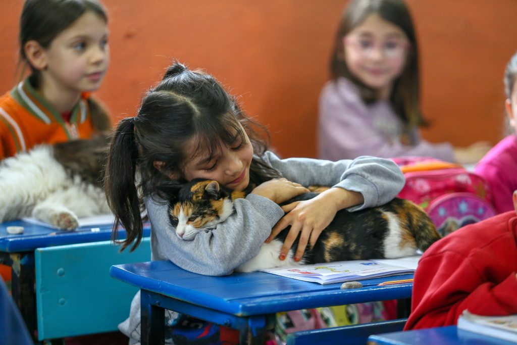 Τουρκία: Ένα δημοτικό σχολείο φιλοξενεί περισσότερες γάτες από μαθητές