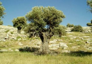 Ηράκλειο: Τραγωδία – Πήγε για το λάδι της χρονιάς και έπεσε νεκρός