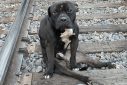 ΗΠΑ: Εγκατέλειψαν παράλυτο σκύλο σε ράγες τρένου – «Περνούσαν οι συρμοί από πάνω του»