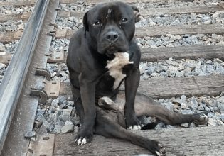 ΗΠΑ: Εγκατέλειψαν παράλυτο σκύλο σε ράγες τρένου – «Περνούσαν οι συρμοί από πάνω του»