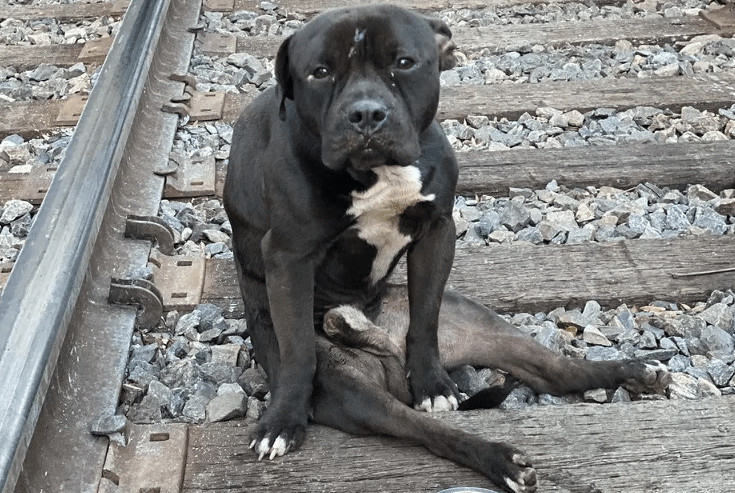ΗΠΑ: Εγκατέλειψαν παράλυτο σκύλο σε ράγες τρένου - «Περνούσαν οι συρμοί από πάνω του»