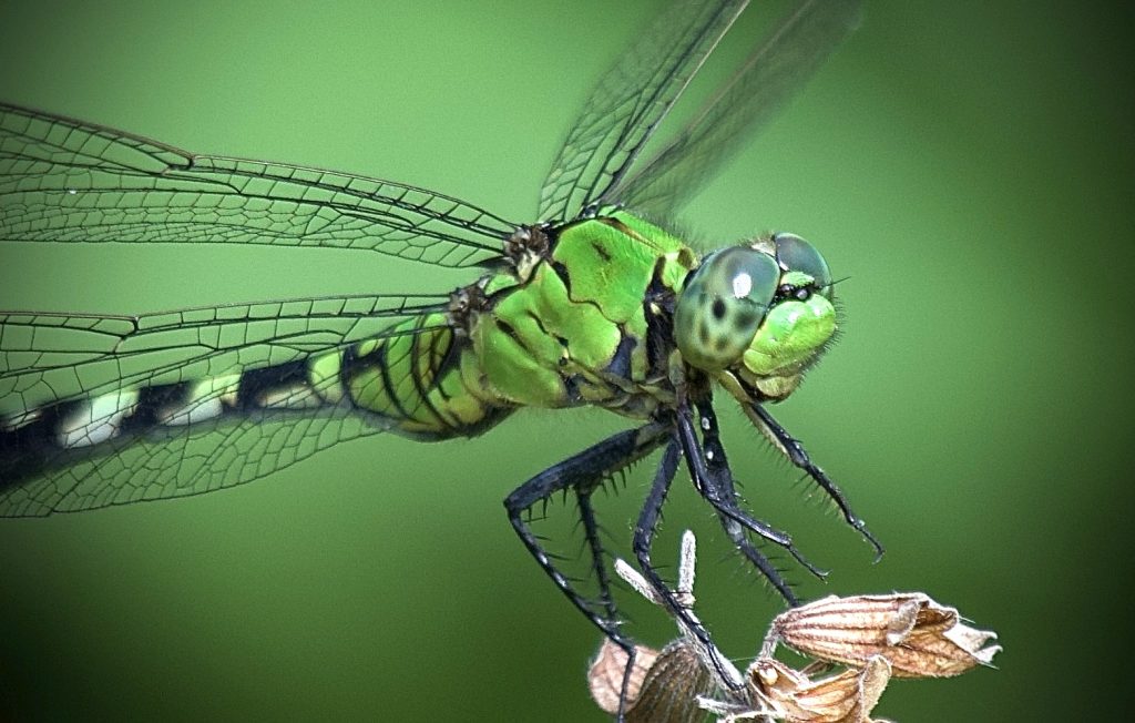 Άλλα τα μάτια του λαγού, άλλα της λιβελούλας: Αυτά είναι τα ζώα με την ταχύτερη όραση