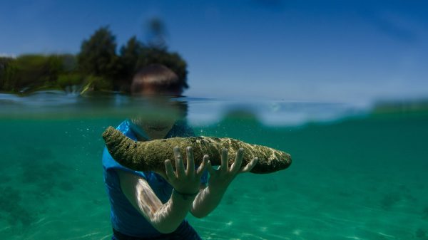 Κυλλήνη: Κατασχέθηκαν 700 κιλά «αγγούρια της θάλασσας» αξίας έως και 1 εκατ. ευρώ