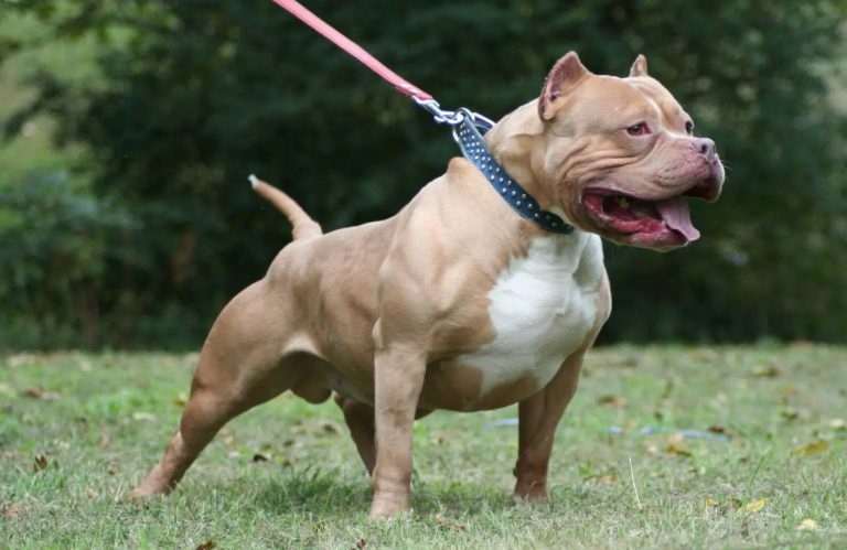 Πάτρα: Χριστουγεννιάτικος εφιάλτης για αγοράκι – Έλεγε τα κάλαντα και δέχθηκε επίθεση από πιτ μπουλ