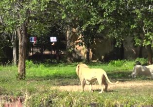 Έπος: Λιοντάρι προβλέπει τους νικητές στους «8» του Μουντιάλ