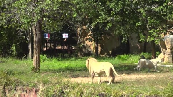 Έπος: Λιοντάρι προβλέπει τους νικητές στους «8» του Μουντιάλ