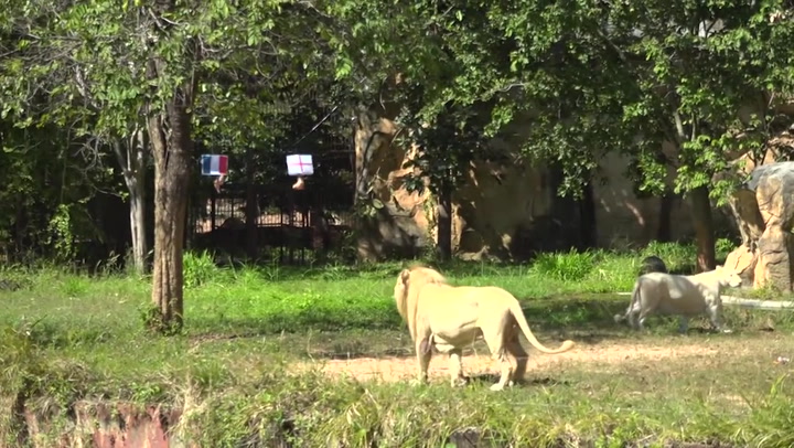Έπος: Λιοντάρι προβλέπει τους νικητές στους «8» του Μουντιάλ