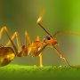 Εντομολογική έκπληξη: Τα μυρμήγκια παράγουν γάλα για τα αδέλφια τους