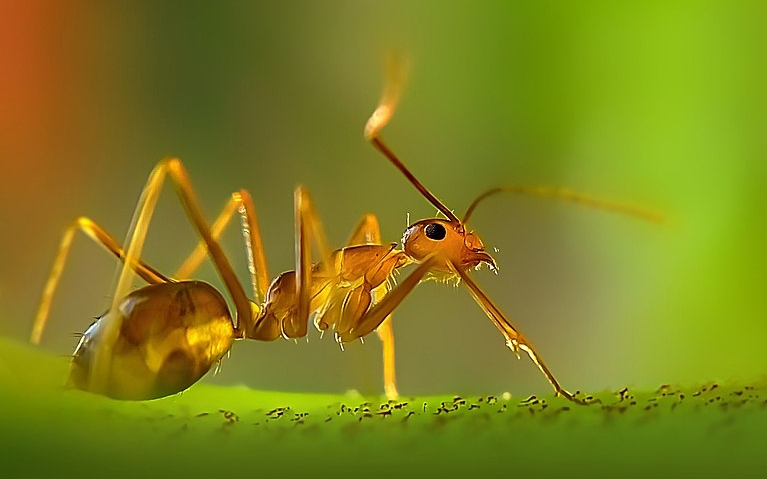 Εντομολογική έκπληξη: Τα μυρμήγκια παράγουν γάλα για τα αδέλφια τους