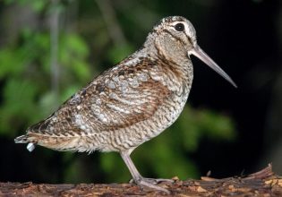 Μπεκάτσα: Παγκόσμια πρωταθλήτρια νυχτερινής λάμψης