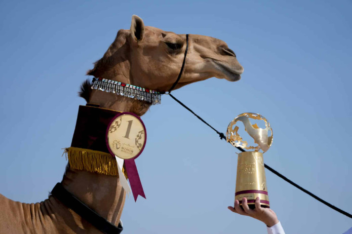 Μουντιάλ: Ποιος Μέσι; Top ατραξιόν τα καλλιστεία καμήλας στο Κατάρ