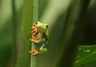 Βιοποικιλότητα: Ιστορική συμφωνία στο Μόντρεαλ για προστασία του 30% του πλανήτη