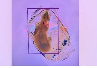 ΗΠΑ: Σκύλος εντοπίστηκε μέσα σε χειραποσκευή σε αεροδρόμιο του Ουισκόνσιν