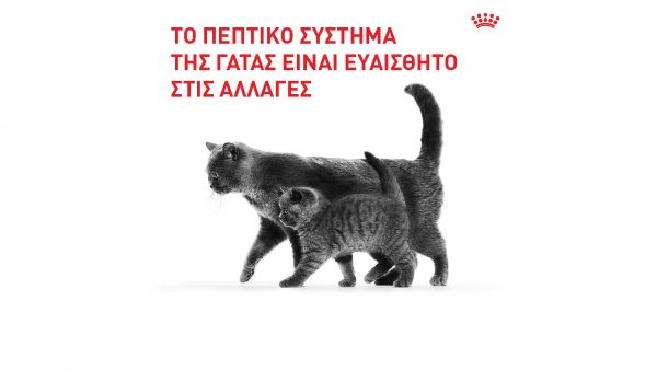 Αλλαγή τροφής γάτας: Πως να κάνετε τη μετάβαση ομαλά