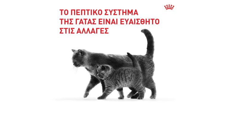 Αλλαγή τροφής γάτας: Πως να κάνετε τη μετάβαση ομαλά