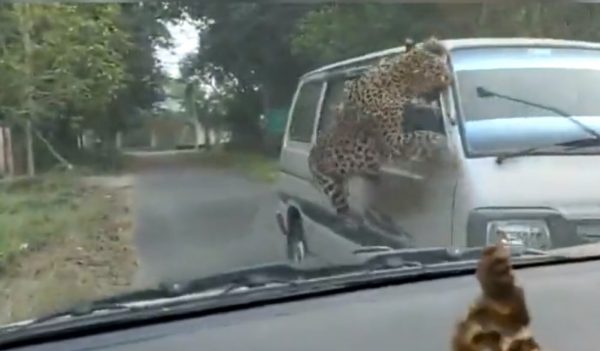 Ινδία: Λεοπάρδαλη τραυμάτισε τουλάχιστον 15 άτομα σε Πανεπιστημιούπολη