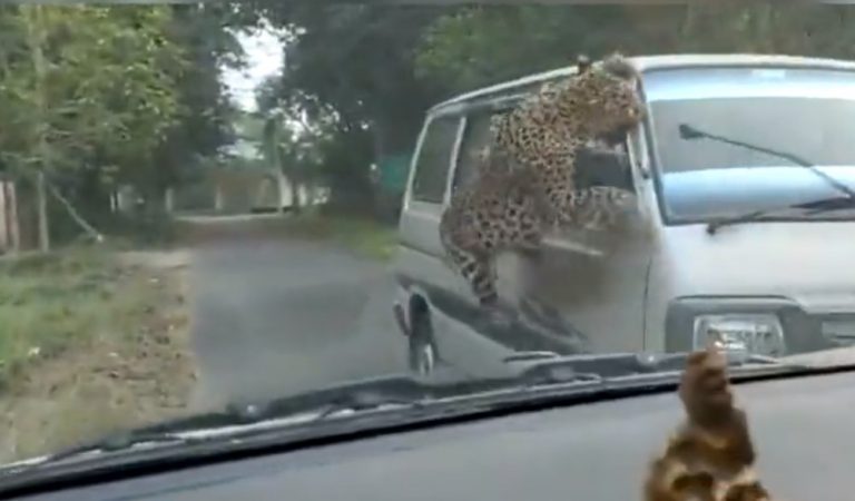 Ινδία: Λεοπάρδαλη τραυμάτισε τουλάχιστον 15 άτομα σε Πανεπιστημιούπολη