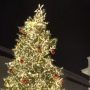 Πειραιάς: «Ντύθηκε» στα γιορτινά του – Φωταγωγήθηκε το Χριστουγεννιάτικο δέντρο