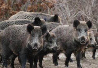 Θεσσαλονίκη: Μεγάλες ζημιές σε καλλιέργειες από τα αγριογούρουνα – Έχει ξεπεράσει τις 600.000 ο πληθυσμός τους