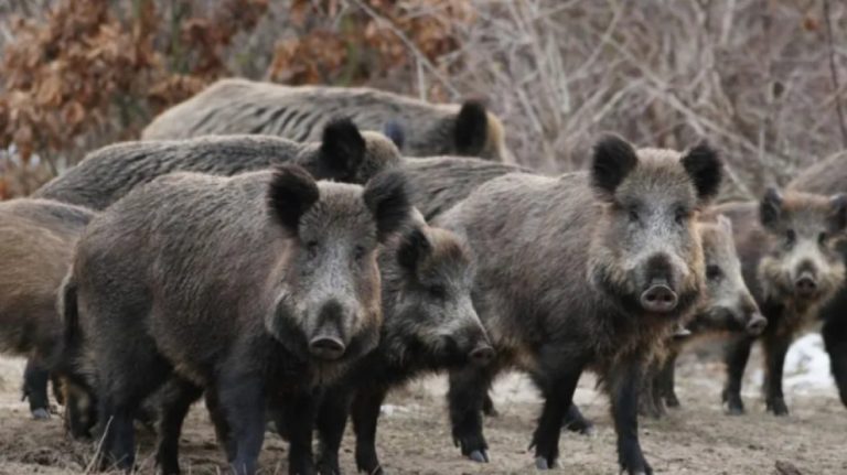 Θεσσαλονίκη: Μεγάλες ζημιές σε καλλιέργειες από τα αγριογούρουνα – Έχει ξεπεράσει τις 600.000 ο πληθυσμός τους