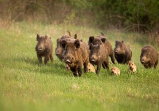 Ιταλία: Η «εισβολή» αγριογούρουνων φέρνει χαλάρωση στη νομοθεσία για το κυνήγι