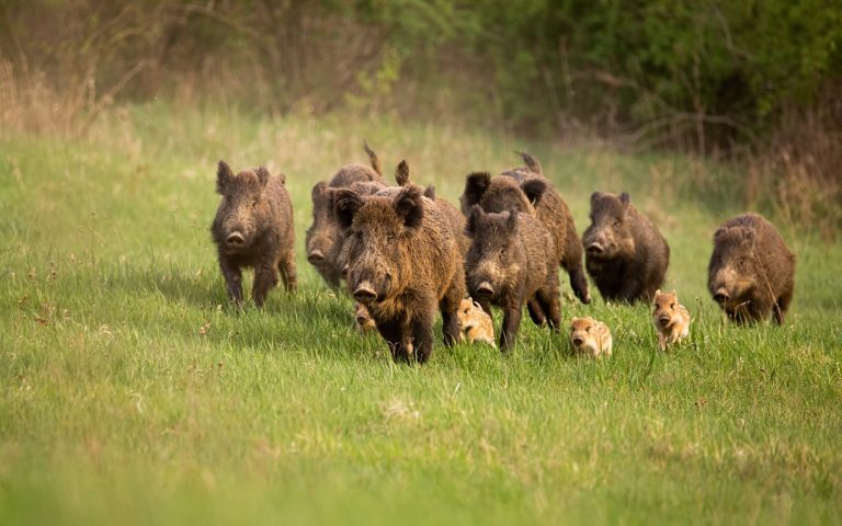 Ιταλία: Η «εισβολή» αγριογούρουνων φέρνει χαλάρωση στη νομοθεσία για το κυνήγι