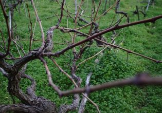 Αμπέλι: Πώς θα προστατεύσετε την καλλιέργεια από τις χειμωνιάτικες ασθένειες