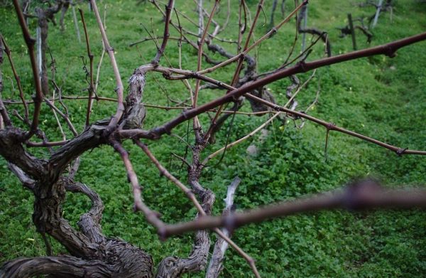 Αμπέλι: Πώς θα προστατεύσετε την καλλιέργεια από τις χειμωνιάτικες ασθένειες