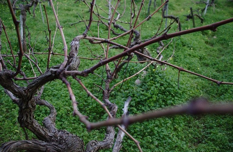 Αμπέλι: Πώς θα προστατεύσετε την καλλιέργεια από τις χειμωνιάτικες ασθένειες