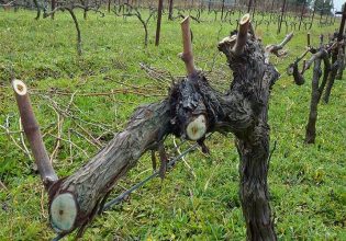 Αμπέλι: Χειμερινές επεμβάσεις για τις ασθένειες ξύλου