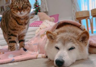 Σε σοβαρή κατάσταση η σκυλίτσα πίσω από το διάσημο meme Doge