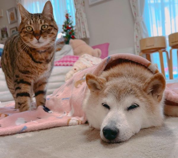 Σε σοβαρή κατάσταση η σκυλίτσα πίσω από το διάσημο meme Doge