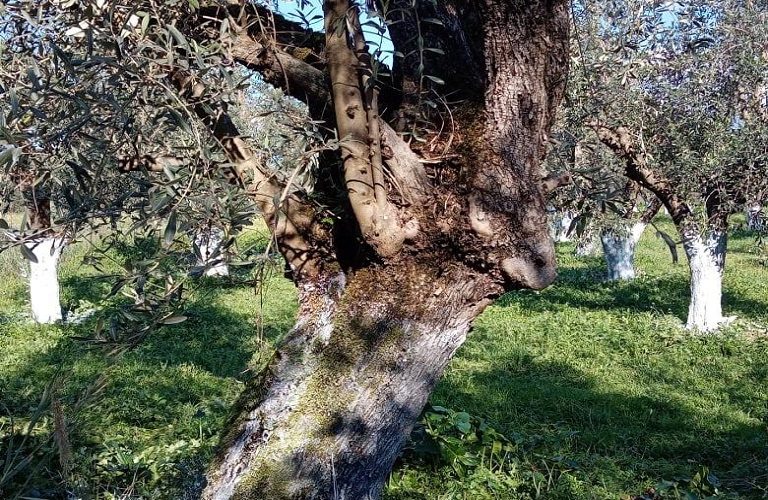 Ελιά: Πώς να αντιμετωπίσετε το κυκλοκόνιο και την καρκίνωση